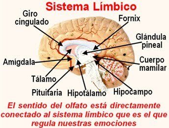 sistema_limbico_y_sentido_del_olfato